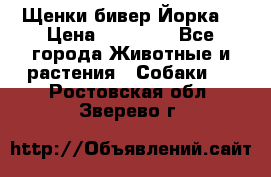 Щенки бивер Йорка  › Цена ­ 30 000 - Все города Животные и растения » Собаки   . Ростовская обл.,Зверево г.